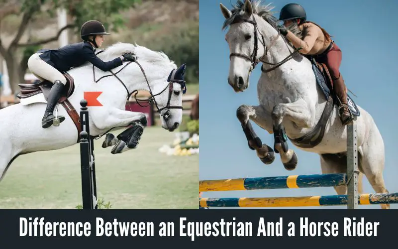 Difference Between an Equestrian And a Horse Rider